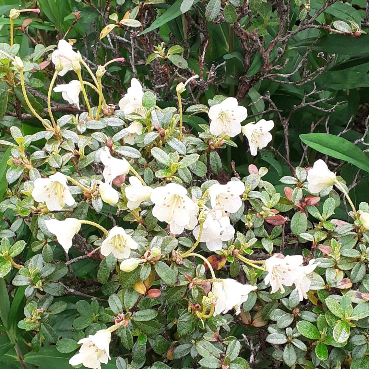 R. campylogynum (White Form)